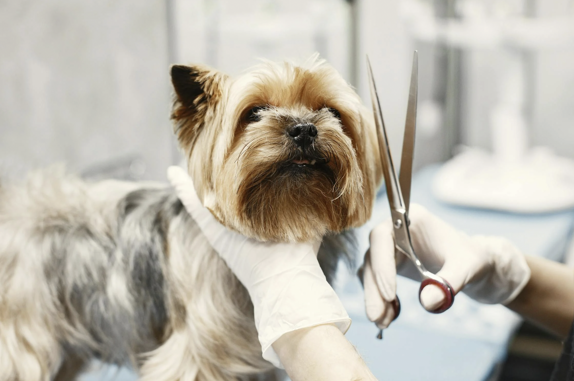 Hund til hundefrisør