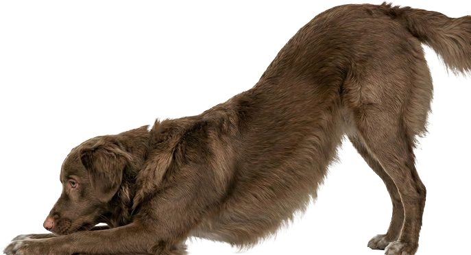 Hund, der strækker sig