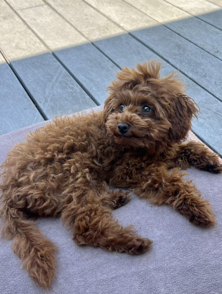 Hund Bambi (Instagram)